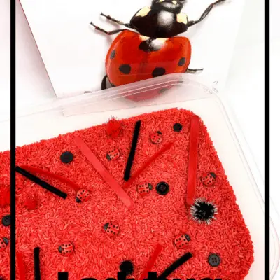 Ladybug Sensory Bin