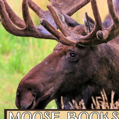 Moose Books for Kindergarten